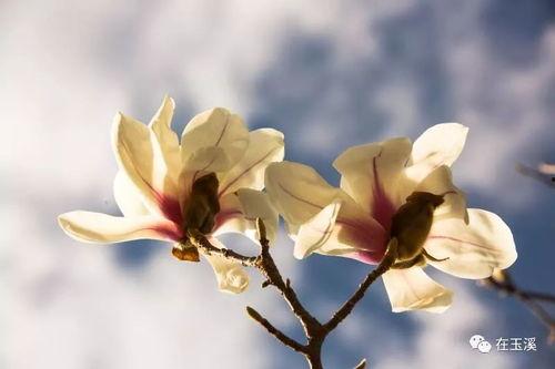 云散花开季,春意盎然的季节画卷